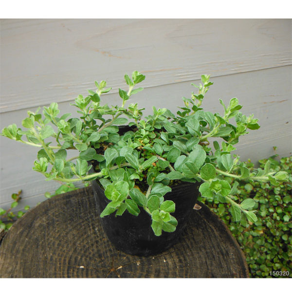 コンボルブルス：ブルー 2.5号ポット