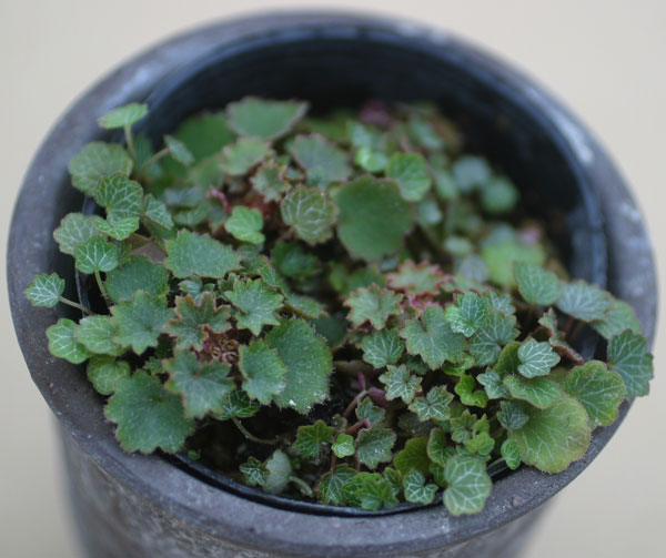 極姫ユキノシタ2.5号ポット