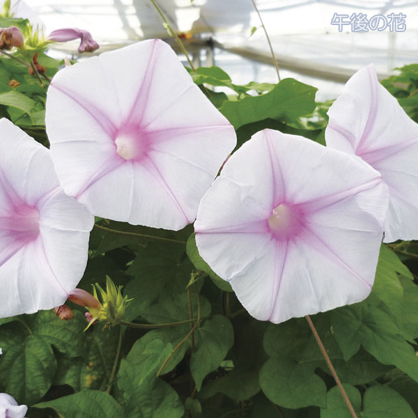 園芸ネット本店｜アサガオ（イポメア）：宿根朝顔ケープタウンスカイ