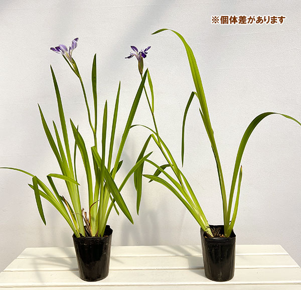 カキツバタ：舞孔雀（まいくじゃく）4号ポット
