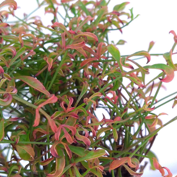 錦糸南天(キンシナンテン・琴糸南天):玉鶴(タマツル)2.5~3号ポット