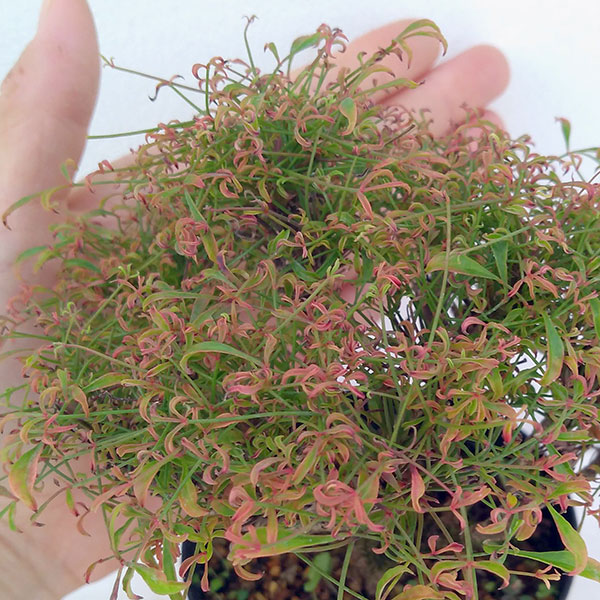 錦糸南天(キンシナンテン・琴糸南天):玉鶴(タマツル)2.5~3号ポット