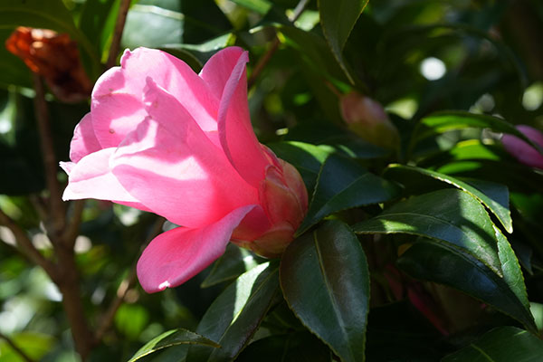 侘助ツバキ（椿）：紅侘助（べにわびすけ）4～4.5号ポット