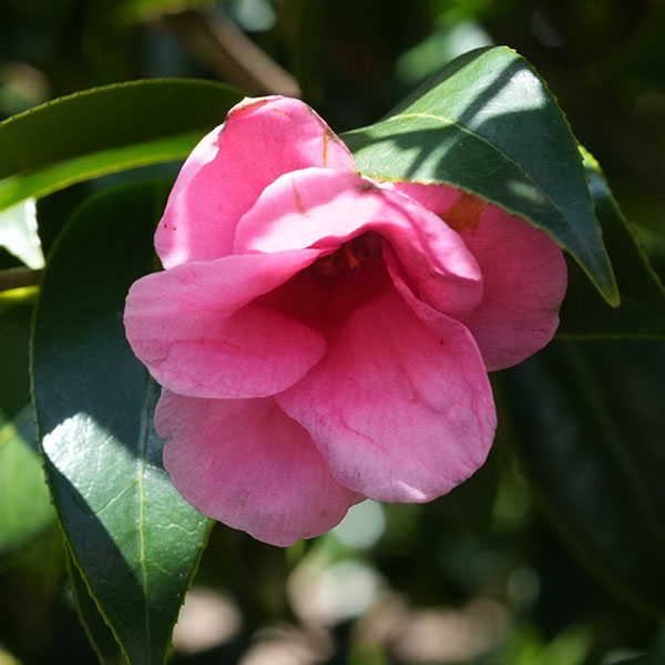 侘助ツバキ（椿）：紅侘助（べにわびすけ）4～4.5号ポット