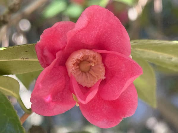 侘助ツバキ（椿）：紅侘助（べにわびすけ）4～4.5号ポット