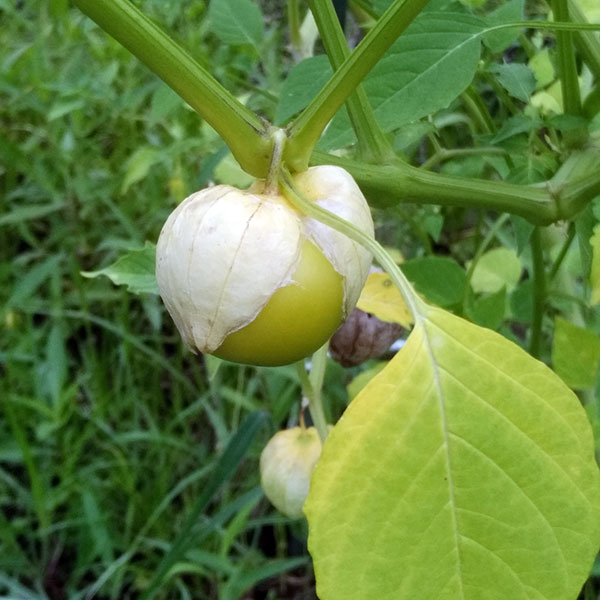 食用ホオズキ：トマティーヨの種[メキシコ野菜 サルサソース・サルサベルデに！春まき 野菜のタネ]