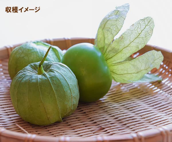 食用ホオズキ：トマティーヨの種[メキシコ野菜 サルサソース・サルサベルデに！春まき 野菜のタネ]