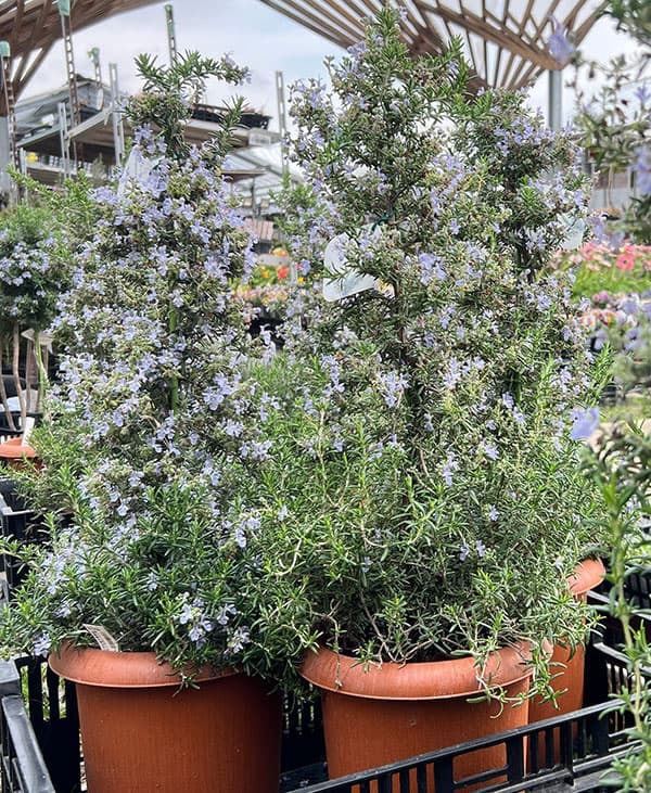 ツリー仕立てのローズマリー7号鉢植え高さ約70-80cm