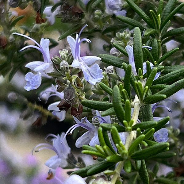 ツリー仕立てのローズマリー7号鉢植え高さ約70-80cm