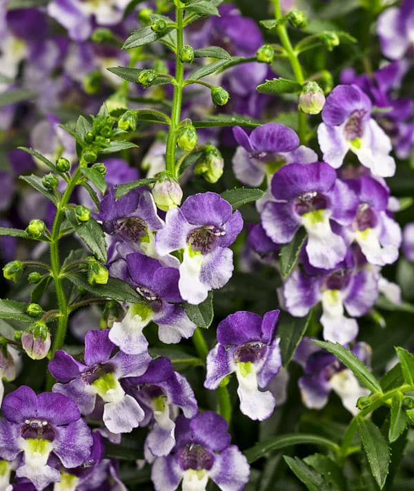 [26年5月中下旬予約]アンゲロニア：エンジェルフェイス ウェッジウッドブルー3号ポット