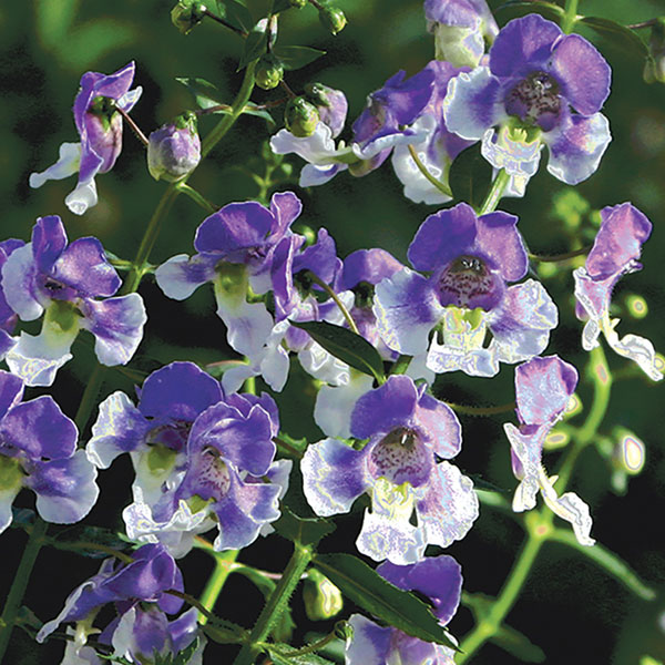 [26年5月中下旬予約]アンゲロニア：エンジェルフェイス ウェッジウッドブルー3号ポット