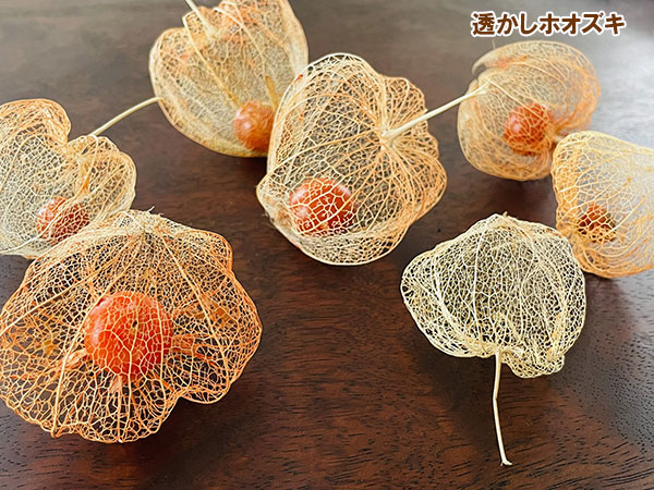 園芸ネット本店｜ホオズキ：丹波ほおずき3-3.5号ポット の通販【公式】