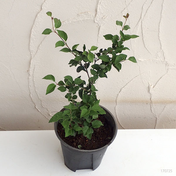 ヒメライラック（わい性ライラック）：ピンクパヒューム6号ポット