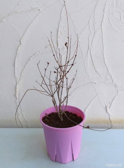 ヒメライラック（わい性ライラック）：ピンクパヒューム6号ポット