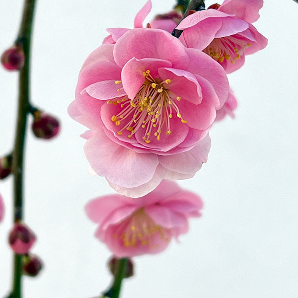 シダレウメ（枝垂れ梅・花梅）：呉服（八重桃花）4号ポット