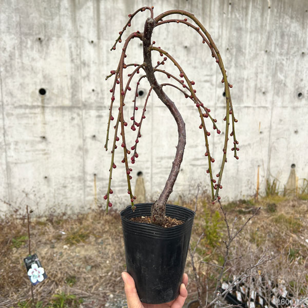 シダレウメ（枝垂れ梅・花梅）：呉服（八重桃花）4号ポット