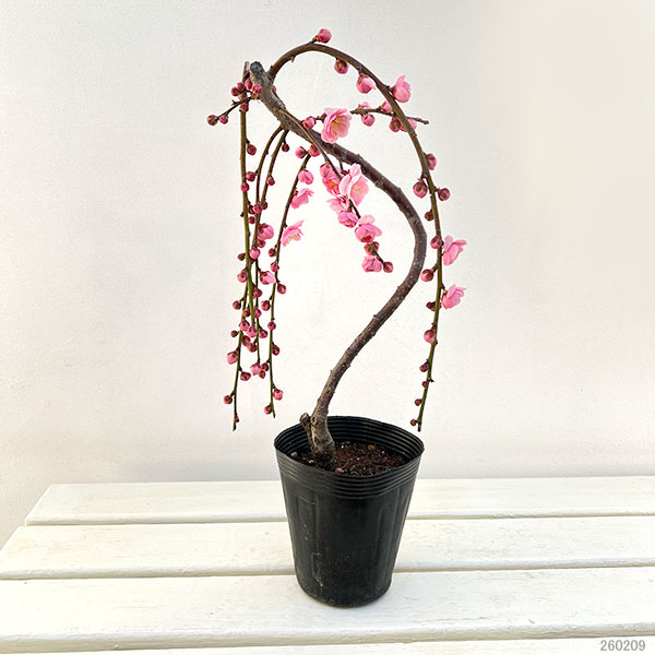 シダレウメ（枝垂れ梅・花梅）：呉服（八重桃花）4号ポット