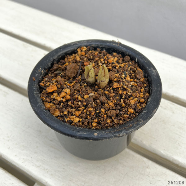 フクジュソウ(福寿草）2芽入4号ポット[1月頃から開花する福寿草]