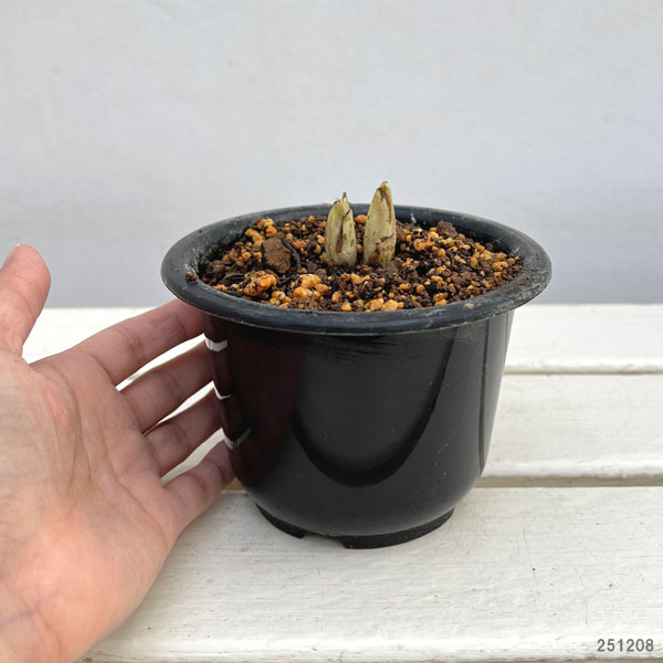 フクジュソウ(福寿草）2芽入4号ポット[1月頃から開花する福寿草]