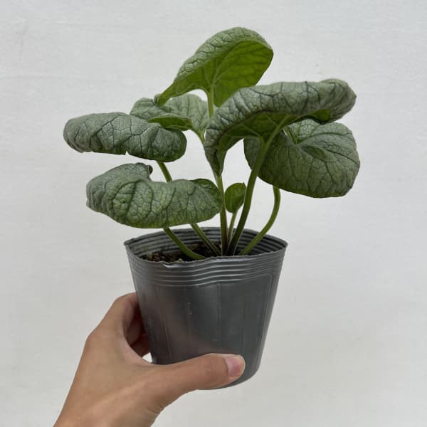 ブルンネラ：マクロフィラ シルバーハート3.5号ポット（メリクロン苗）