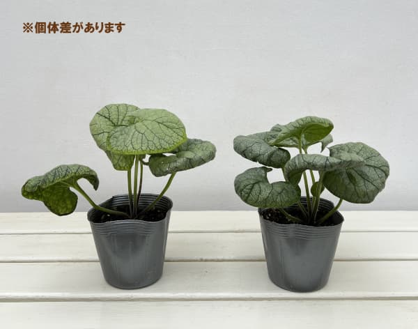 ブルンネラ：マクロフィラ シルバーハート3.5号ポット（メリクロン苗）