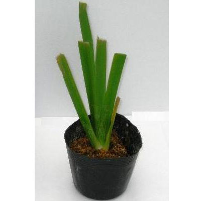 ルイジアナアイリス：ブライスレイ3号ポット