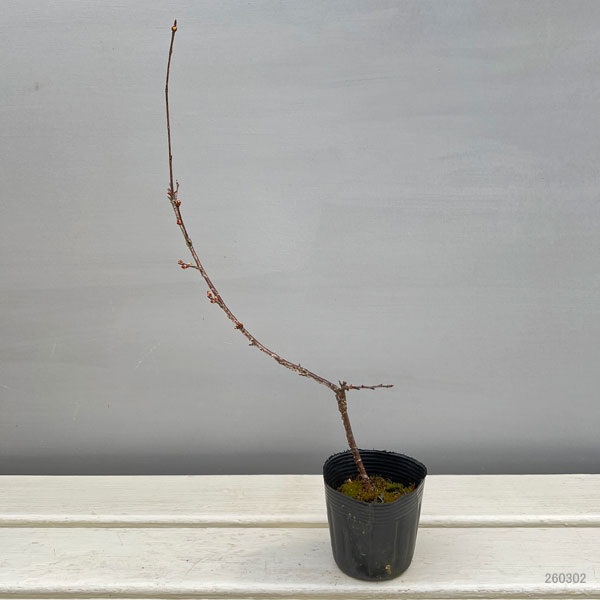 桜：おかめ桜（オカメザクラ）2.5号ポット