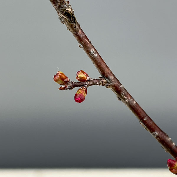 桜：おかめ桜（オカメザクラ）2.5号ポット