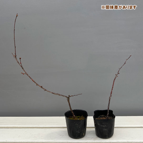 桜：おかめ桜（オカメザクラ）2.5号ポット