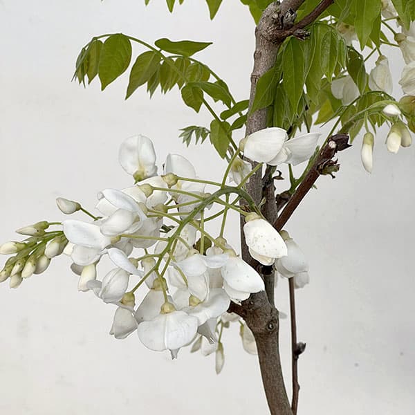 フジ（藤）：甲比丹（カピタン）（白）6号ポット