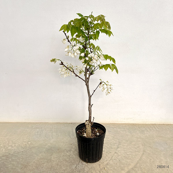 フジ（藤）：甲比丹（カピタン）（白）6号ポット