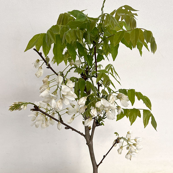 フジ（藤）：甲比丹（カピタン）（白）6号ポット