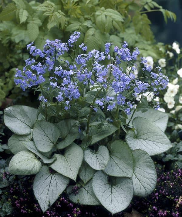 ブルンネラ：マクロフィラ ルッキングラス11cm角ポット