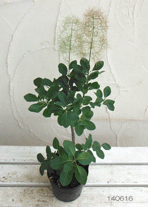 スモークツリー：グリーンファウンテン4.5号ポット