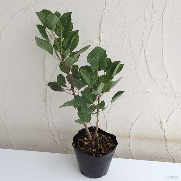スモークツリー：グリーンファウンテン4.5号ポット