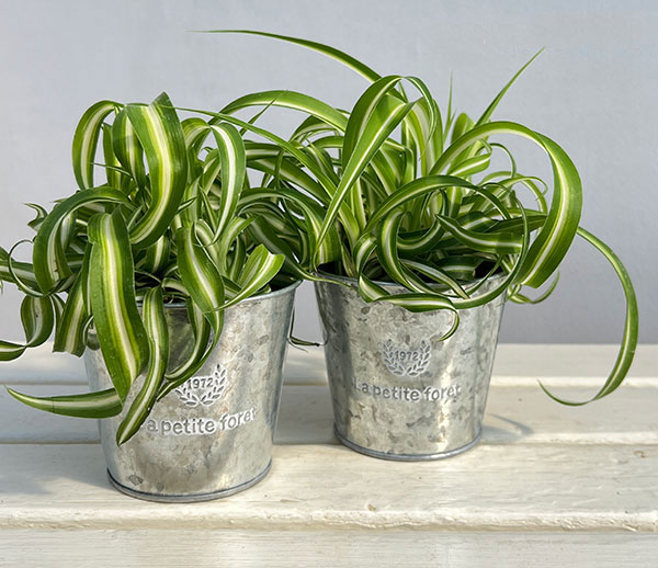 フォレットシルバーブリキポット 3389-D（直径11cm）