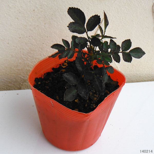 ドリフトローズ：レッドドリフト3号ポット植え