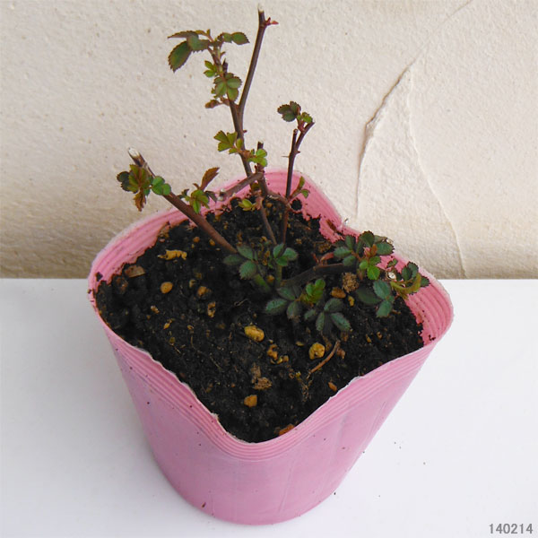 ドリフトローズ：ピンクドリフト3号ポット植え