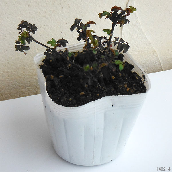 ドリフトローズ:スウィートドリフト3号ポット植え