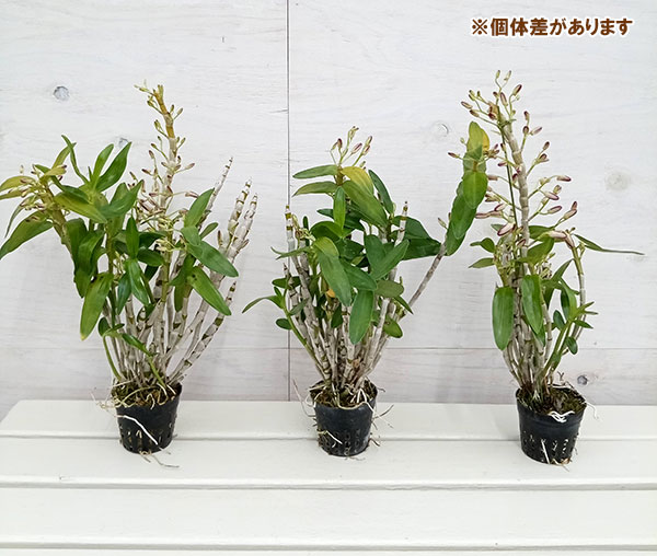 とも@プロフ必見　デンドロビウム デンドロビウム：マクロフィラム 4.5号 の通販 | 園芸ネット