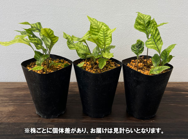 シダ:白虎オオウラボシ3号ポット