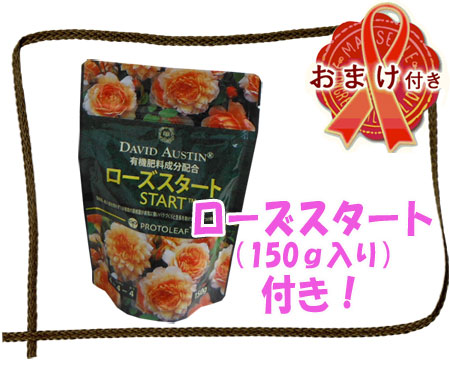 おまけ付（元肥ローズスタート150g）：イングリッシュローズ：ウィズレー2008大苗5号角鉢