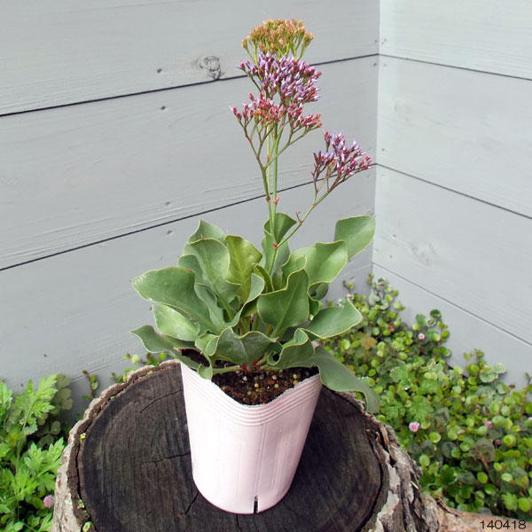 スターチス(リモニューム):ペレジー3-3.5号ポット