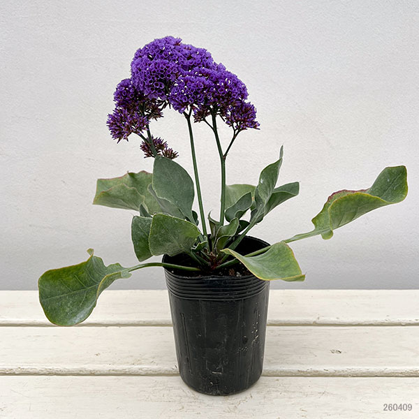 スターチス(リモニューム):ペレジー3-3.5号ポット