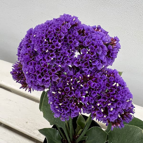 スターチス(リモニューム):ペレジー3-3.5号ポット