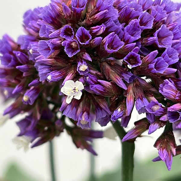 スターチス(リモニューム):ペレジー3-3.5号ポット