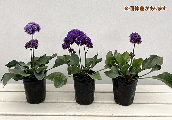 スターチス(リモニューム):ペレジー3-3.5号ポット