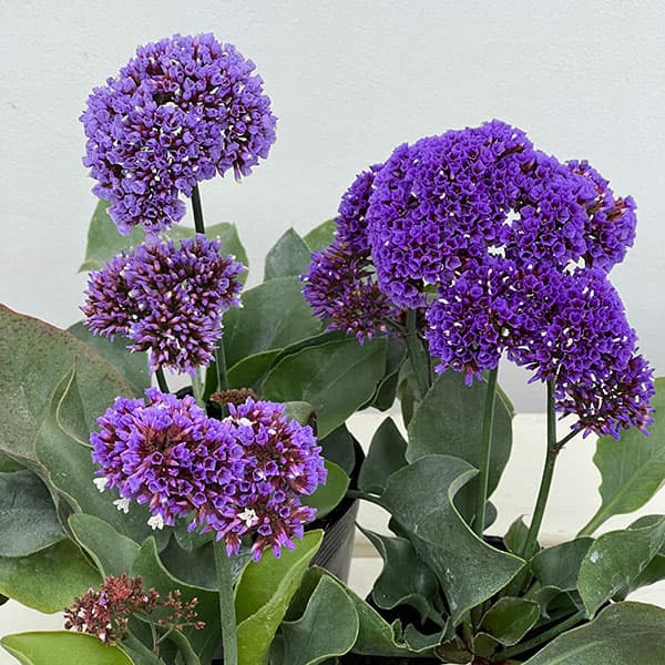 スターチス(リモニューム):ペレジー3-3.5号ポット