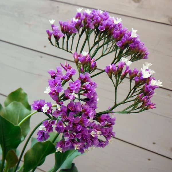 スターチス(リモニューム):ペレジー3-3.5号ポット