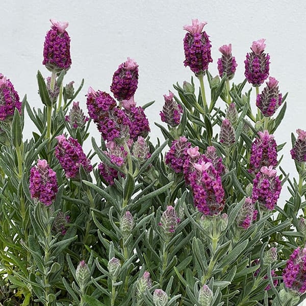 フレンチラベンダー: キューレッド3.5号ポット